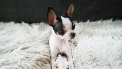 Little Puppy