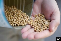 FILE - A grain salesman shows locally grown soybeans in Ohio, April 5, 2018. Trump’s tariffs have drawn retaliation from around the world. China is taxing American soybeans, among other products.