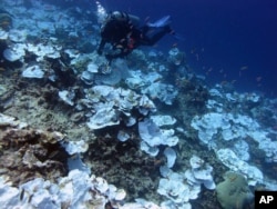 FILE - This May 2016 photo provided by NOAA shows bleaching and some dead coral around Jarvis Island, part of the U.S. Pacific Remote Marine National Monument.