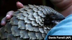 A pangolin from the Johannesburg Wildlife Veterinary Hospital is taken to a nearby field to forage for food near Johannesburg.
