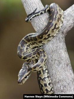 African Rock Python - Python sebae natalensis