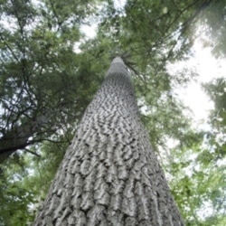 A white pine tree