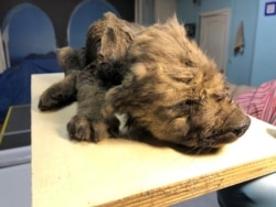 A young dog, believed to be 18,000 years old, found in Russia's Far East permafrost. The animal was found in 2018, the picture released Dec. 4, 2019.
