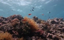 An undated handout photo received from the ARC Centre of Excellence Coral Reef Studies on October 14, 2020 shows a damaged part of the Great Barrier Reef - the vast World Heritage-listed reef off Australia's northeastern coast.