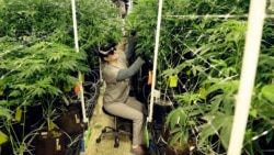 In this March 22, 2019 file photo, Heather Randazzo, a grow employee at Compassionate Care Foundation's medical marijuana dispensary, trims leaves off marijuana plants in the company's grow house in Egg Harbor Township, N.J. (AP Photo/Julio Cortez, File)