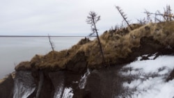 Trees lean precariously at Duvanny Yar, southwest of the town of Chersky, Sakha (Yakutia) Republic, Russia, September 12, 2021. (REUTERS/Maxim Shemetov)
