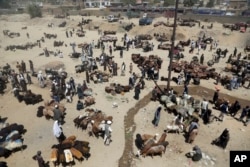 Afghan livestock merchants display animals for the upcoming Muslim Eid al-Adha holiday, in Kabul, Afghanistan, Aug. 20, 2018.