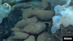 Sponge the Size of Minivan Found in Hawaiian Waters