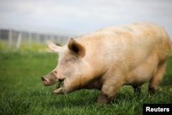 A pig named Yossi, grazes at "Freedom Farm" in Moshav Olesh, Israel March 7, 2019. Yale scientists looking to enhance brain study, were able to restore basic cellular activity in the brains of pigs hours after their death.