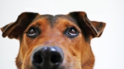 A Dog's Nose