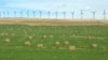 What Does It Mean to Go 'Haywire?'