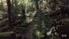 Are Forests an Answer to Carbon Pollution?