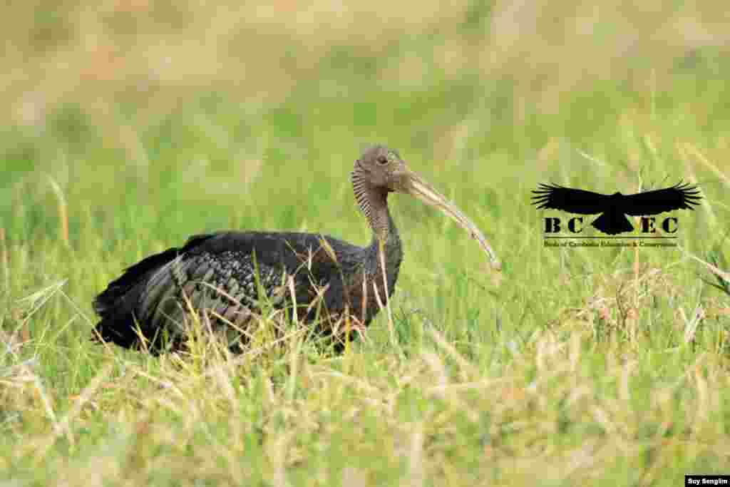 The giant Ibis, Cambodia’s national bird, is currently one of the critically endangered species of bird. (Photo by Suy Senglim)