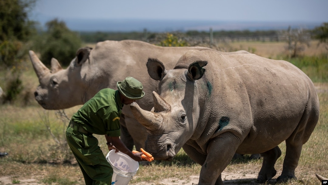 FILE - The last two known female northern white rhinos are fed carrots by a ranger in their enclosure at Ol Pejeta Conservancy, Kenya, Aug. 23, 2019.