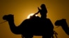 Qatar’s Camels Tired of World Cup Fans 
