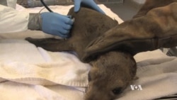 Animals Dying in California Oil Spill