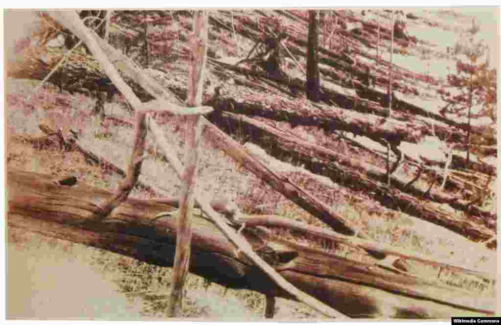 1908年在俄罗斯被“通古斯流星”焚毁的大树。这一现象是由一颗大型流星或彗星碎片在地球表面上空5到10公里高度释放的气浪造成的。