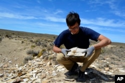 This image provided by Mariana Chuliver shows paleontologist Matías Motta at the fossil site "Estancia La Matilde" in Patagonia, Argentina showing an adult specimen of the fossil frog Notobatrachus degiustoi. (Mariana Chuliver via AP)