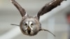 Indonesian Village Uses Owls to Protect Crops