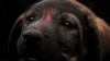 Egypt's Street Dogs Getting Chance at a Better Life