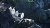 Scientists Use Penguins to Study Antarctic Climate Change