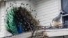 South Florida Has a Peacock Problem