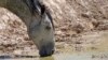 Quiz - Dry Conditions Threaten Wild Horses in Western US