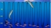 Plankton More Important than Scientists Thought