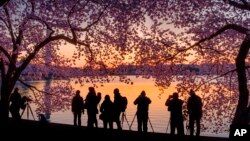 FILE - Photographers line up along the edge of the Tidal Basin in Washington to shoot the blossoming cherry trees at sunrise, Thursday, April 5, 2018. (AP Photo/J. David Ake)