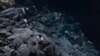 Sponge the Size of Minivan Found off Hawaii Coast
