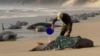 Over 200 Whales Stuck on Beach in Australia