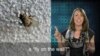 'A Fly on the Wall' Hears Everything