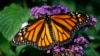 'Butterfly Effect' and Chain Reactions