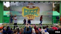 Puppy Bowl XIII is a fan favorite at the Super Bowl Live fan festival in downtown Houston. (B. Allen/VOA)