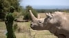 Scientists Make New Embryo of Rare Rhino Species