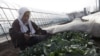 For Japan Farmers, Radiation Fears Mean Economic Pain