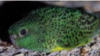Australian Rangers Find Evidence of One of Australia’s Rarest Birds