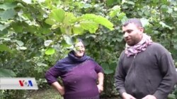 Karkerên Kurd Bin Şertên Giran de Findiqan Diçînin
