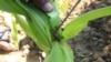 Fall Armyworms in Asia