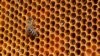 Farmers Raising Bees Help Protect Zimbabwe’s Forests