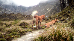 Quiz - Ancient New Guinea ‘Singing Dog’ Rediscovered after 50 Years