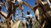 El Nino Leaves 28 Million Southern Africans Hungry