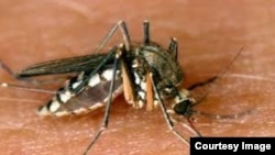 The female Aedes aegypti mosquito can transmit the viruses that cause dengue fever.