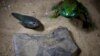 Researchers Discover World’s Oldest Tadpole 