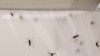 Study: Improved Housing Helps Fight Malaria
