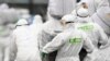 US, Canada, Mexico Work to Keep Swine Fever from North America