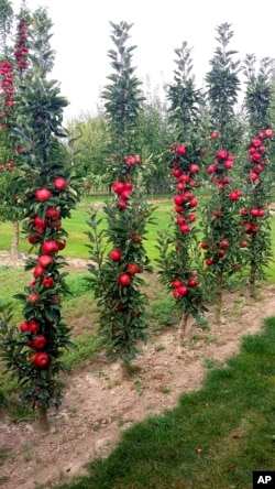 This undated photo provided by Plants Nouveau shows a narrow, columnar Fruit Snacks apple tree, a 2024 plant introduction well-suited for small gardens and containers. (Plants Nouveau via AP)
