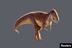 An undated artist's reconstruction of the Jurassic Period meat-eating dinosaur Megalosaurus provided by the Oxford University Museum of Natural History in Oxford, Britain. (Julius T. Csotonyi/Oxford University Museum of Natural History/Handout via REUTERS)