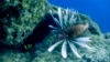 Eating Invasive Species 