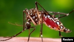 A female Aedes aegypti mosquito is shown in this Center for Disease Control photograph. This mosquito is suspected of spreading the zika virus which may cause brain damage in some newborns. (REUTERS)